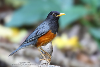 Black-breasted Thrush (male)