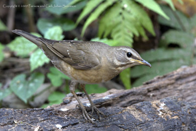 Eye-browed Thrush