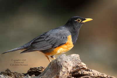 Black-breasted Thrush (male)