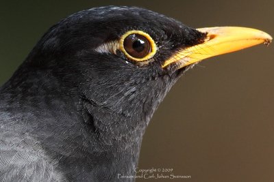 100% crop Black-breasted Thrush (male)