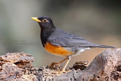Black-breasted Thrush (male)