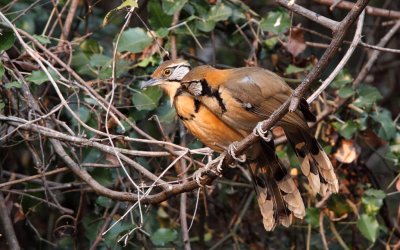 Greater Necklaced Laughingthrushes