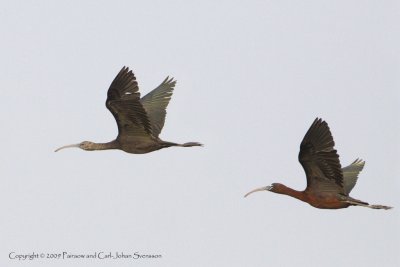 Glossy Ibises (juvenile and adult)