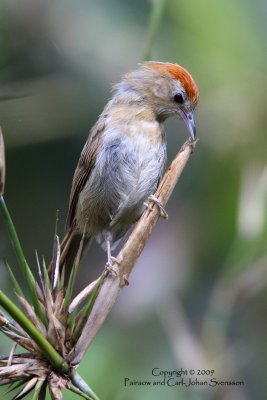 Rufous-fronted Babbler