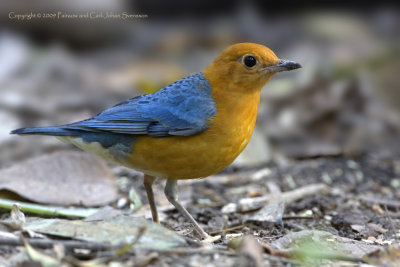 Orange-headed Thrush