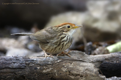 364 ::Puff-throated Babbler::