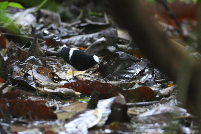 White-crowned Forktail