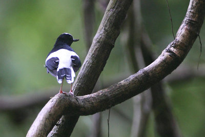 White-crowned Forktail