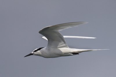 460 - Black-naped Tern
