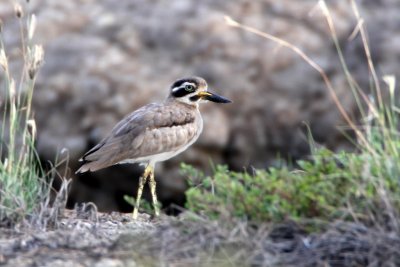 463 - Great Thick-knee