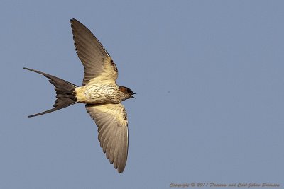 ::Swallows, Swifts and Martins:: (17)