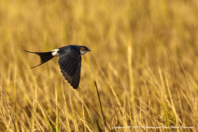 Red-rumped Swallow