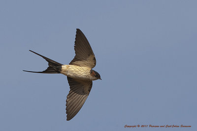 Red-rumped Swallow