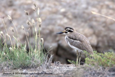 Great Thick-knee