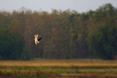 Black-shouldered Kite