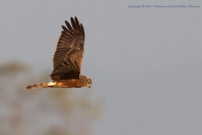 Pied Harrier (juvenile)