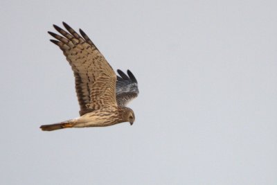 Pied Harrier (female)