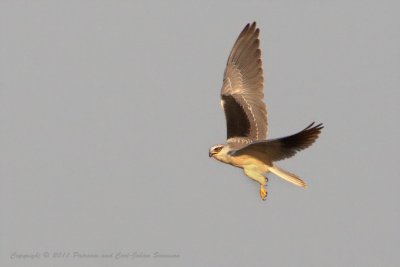 Black-shouldered Kite (female)