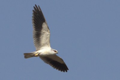 Black-shouldered Kite (male)