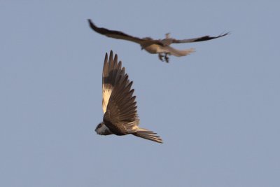 Black-shouldered Kites