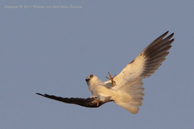 Black-shouldered Kite (female)