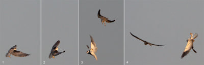 Black-shouldered Kites courtship sequence.jpg