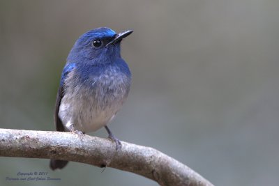 Hainan Blue Flycatcher