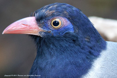 Coral-billed Ground Cuckoo full crop