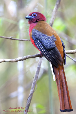 Red-headed Trogon (male)