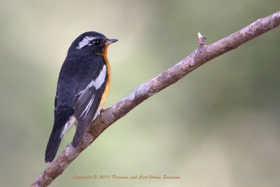 Mugimaki Flycatcher (male)