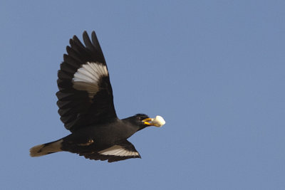 White-vented Myna