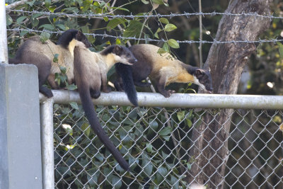 Yellow-throated Marten