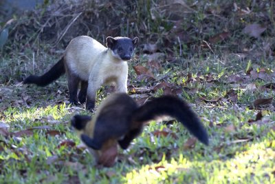 Yellow-throated Marten