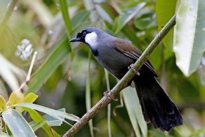 Black-throated Laughingthrush