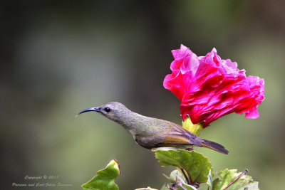 Sunbird (female)