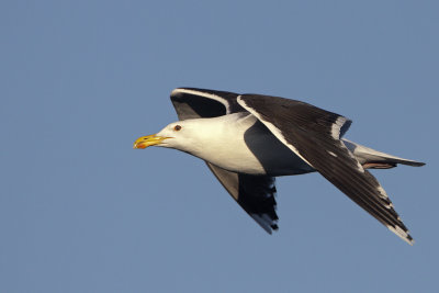Great Black-backed Gull (adult) / Havstrut