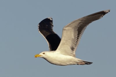 Great Black-backed Gull (adult) / Havstrut