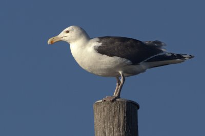 Great Black-backed Gull / Havstrut