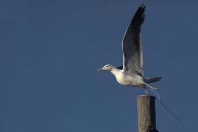 Great Black-backed Gull / Havstrut