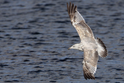 Great Black-backed Gull / Havstrut