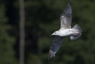 Great Black-backed Gull / Havstrut