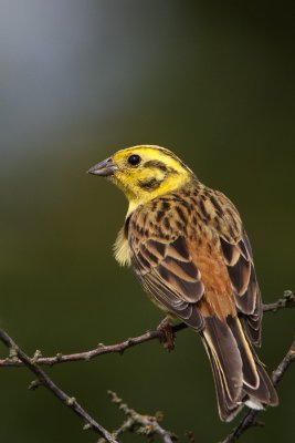 Yellowhammer