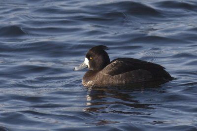 Tufted duck (male) / Vigg (hane)