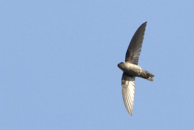 Himalayan Swiftlet