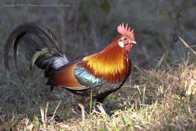 Red Junglefowl (male)