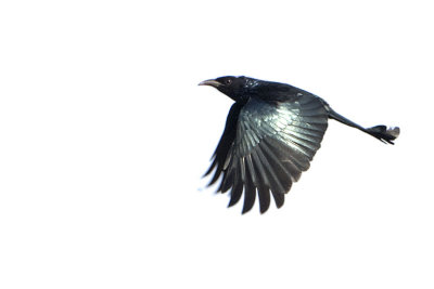 Spangled Drongo