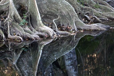 Root Reflections