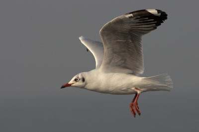 Brown-headed Gull
