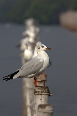 Brown-headed Gull (non-breeding)