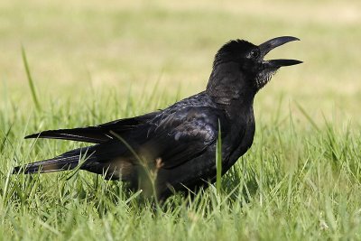 002 - Large-billed Crow